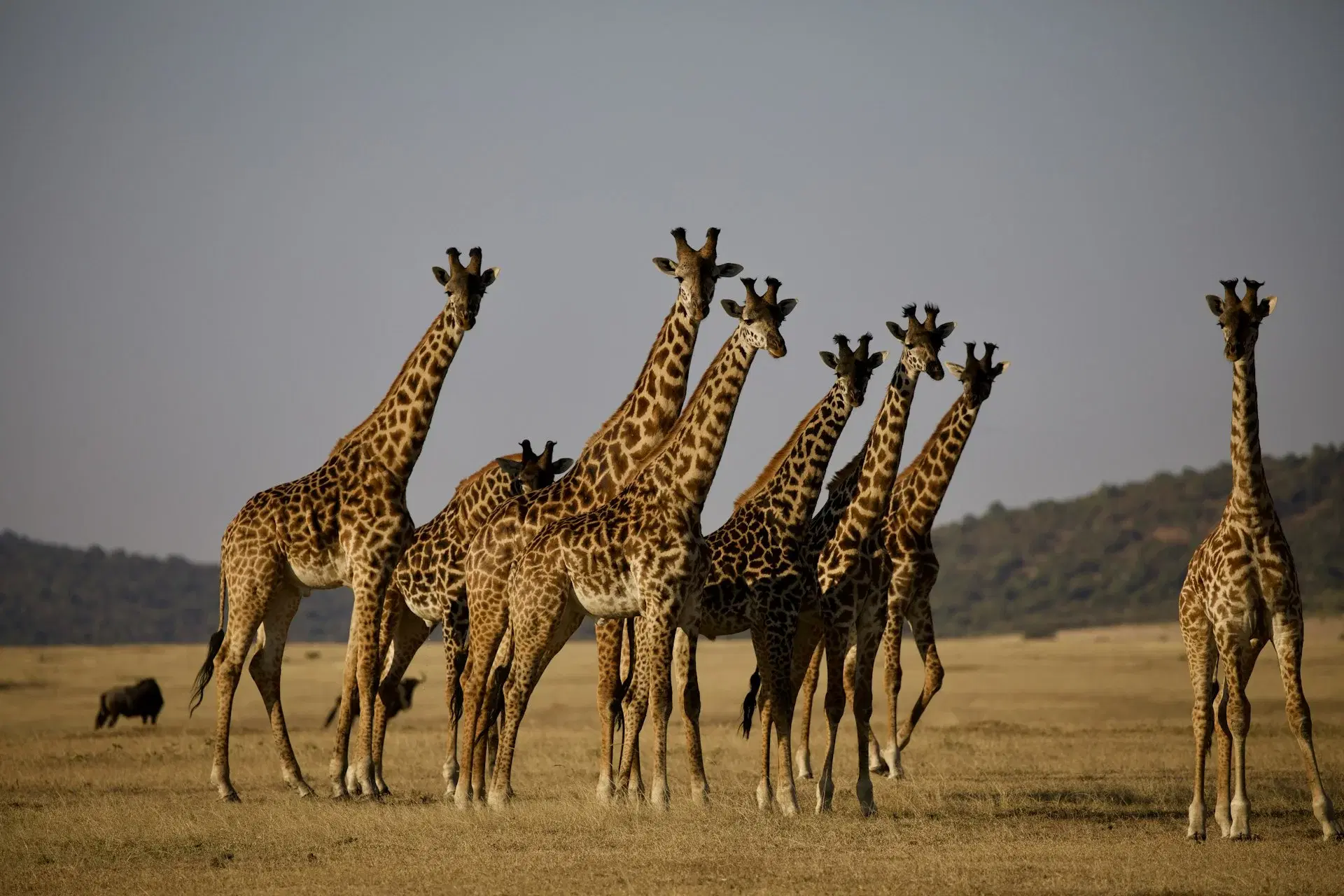 Scenic view of Tanzania
