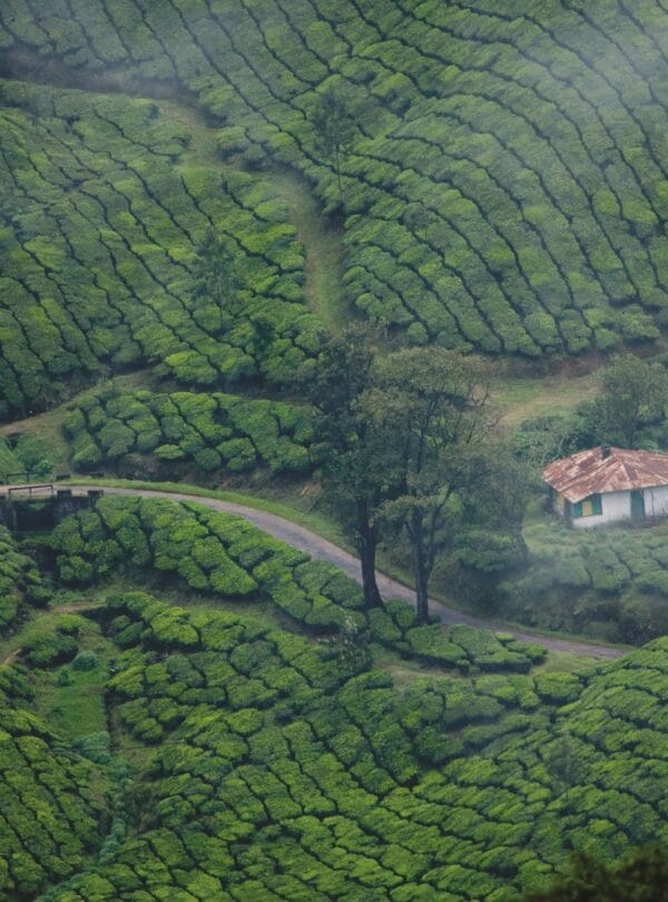 Kerala Tour