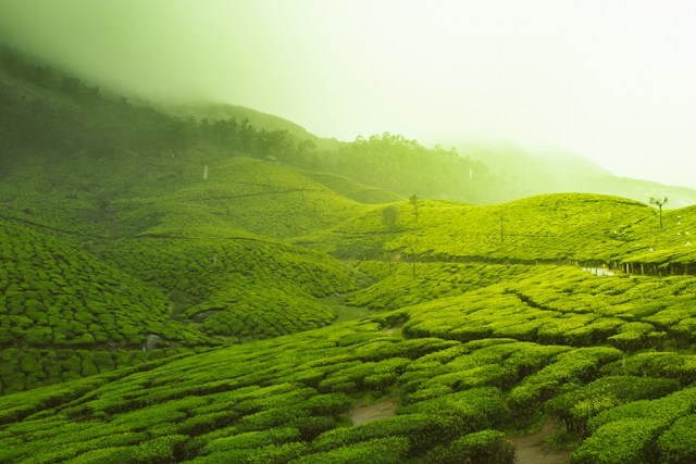 Mysore-Ooty-Coorg Tour